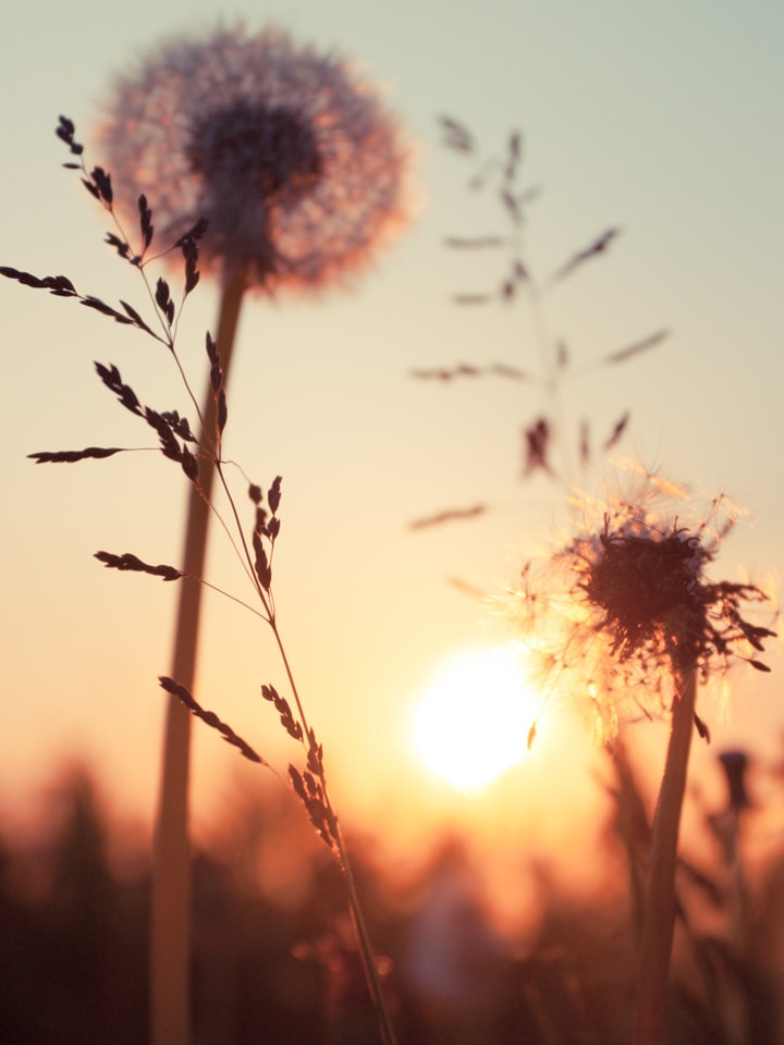 Feld mit Pusteblume